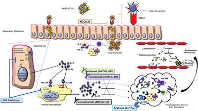 Frontiers | Targeting The Immune System For Pulmonary Inflammation And ...